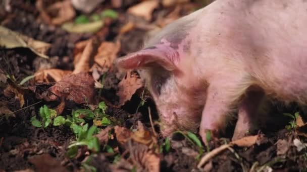 En smågris som gräver efter mat i skogen — Stockvideo