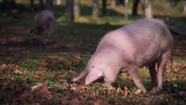 먹이를 찾아 숲 속을 파고 있는 돼지 — 비디오