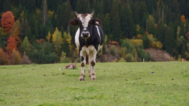 Vaca preta e branca pastando em pasto — Vídeo de Stock