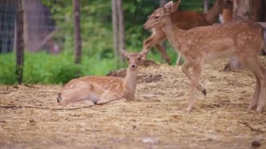 Çiftlikteki güzellik.