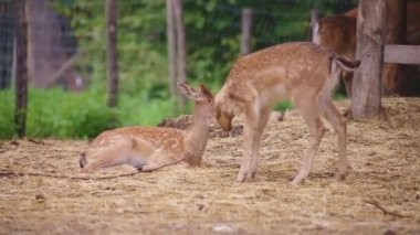 Çiftlikte iki güzel yapar.