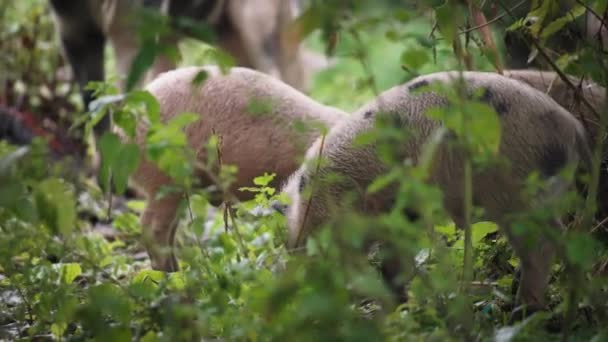 Lechones en busca de comida en el bosque — Vídeos de Stock