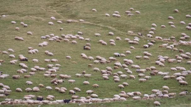 Een kudde schapen in omgekeerde richting — Stockvideo