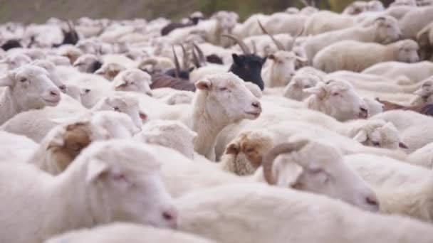 Овцы и козы идут по дороге — стоковое видео