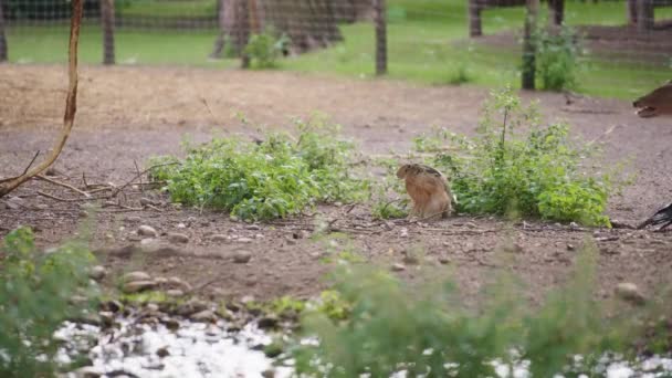 Młody jeleń mijający królika w zoo — Wideo stockowe