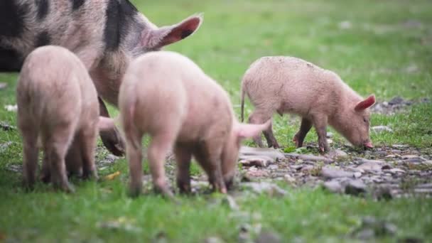 Lechones jóvenes y madre porcina pastando — Vídeos de Stock
