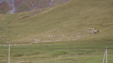 Yeşil otlaktaki koyun sürüsü