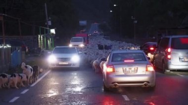 Yoldaki koyunlar hareket halindeki arabalar arasında
