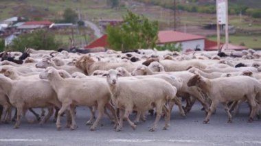 Kırsal yolda yürüyen bir koyun sürüsü