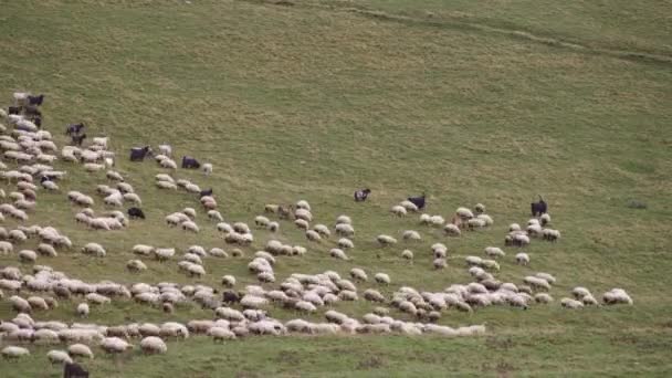Otlayan koyun sürüsünün zamanı geldi. — Stok video