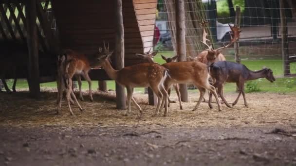Skupina jelenů v městské zoologické zahradě — Stock video