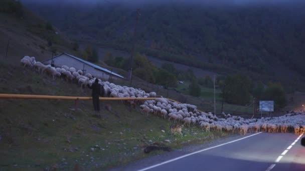 Stado owiec schodzących ze wzgórza — Wideo stockowe