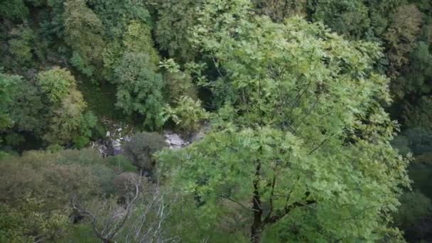 Vue haute de gorge pleine d'arbres