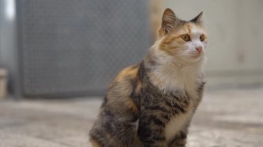 Altın gözlü bir kedi