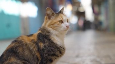 Altın gözlü kedi, yaklaş