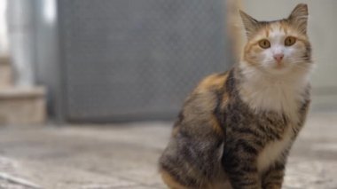 Altın gözlü sokak kedisi