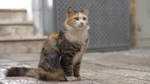 街头猫坐在石板地板上 — 图库视频影像