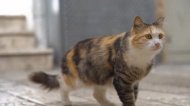 Sokak kedisi taş kaldırımda yürüyor.
