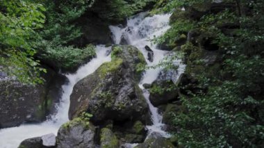 Dağ nehri ormandan akıyor