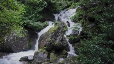 Yağmur ormanlarından akan su akıntısı