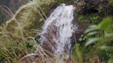 Şelale vahşi doğada, dolly içeri