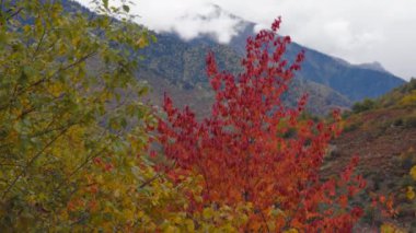 Sonbaharda altın ve kırmızı yapraklar