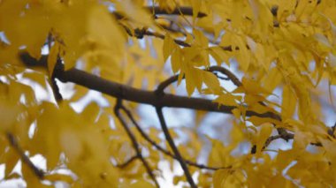 Rüzgarda sallanan altın yapraklar