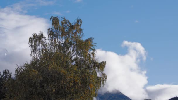 Un arbre contre les nuages — Video