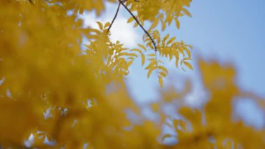 Mavi gökyüzüne karşı altın yaprağı