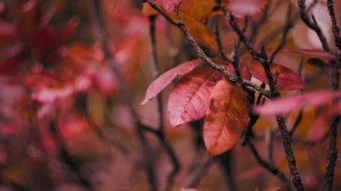 Sonbaharda canlı kırmızı ağaç yaprakları. 