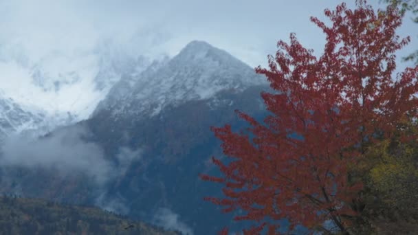 Červené listy strom a zasněžené hory — Stock video