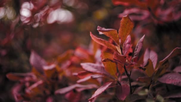 Élénk vörös fák levelei ősszel — Stock videók