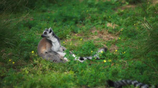 Lemur sitting on grass, looking around — Video