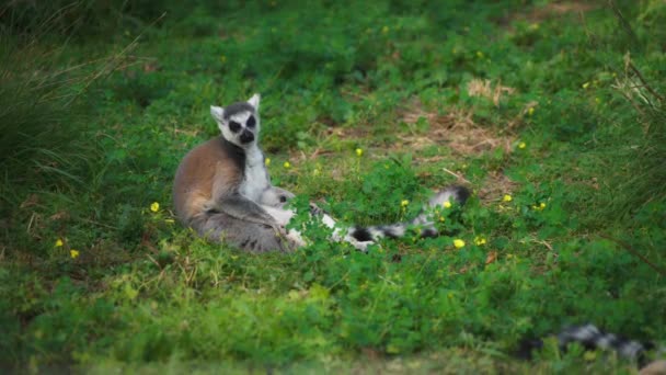 Ring-tailed lemur sitting on the grass — Stock Video