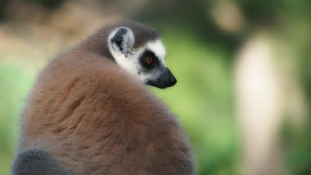 Ring-Tailed Lemur sitting on a tree — Stock Video