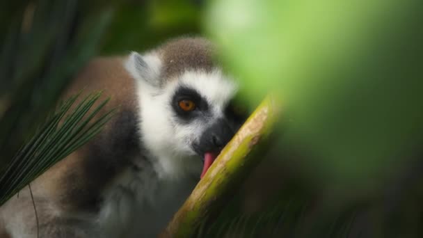 Ring-Tailed Lemur licking bamboo branch — 비디오