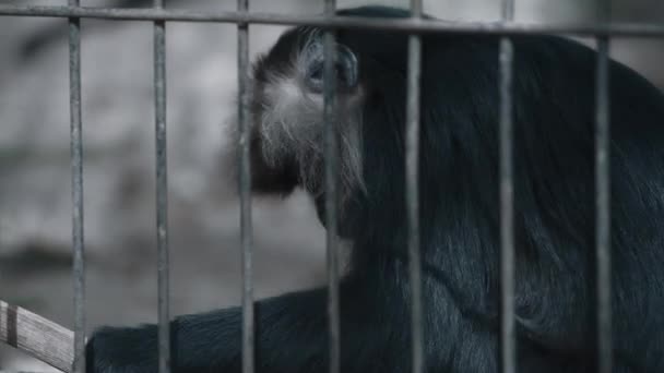 Macaco tras las rejas de una jaula del zoológico — Vídeo de stock