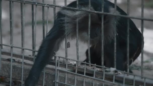 Macaco de cola de león en el zoológico — Vídeo de stock