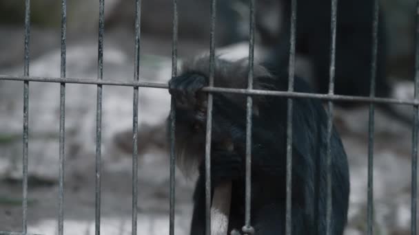Macaco comiendo palo de madera tras las rejas — Vídeo de stock