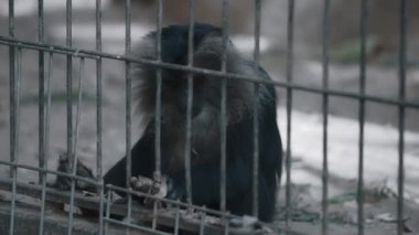 Macaque hayvanat bahçesinde yaprak yiyor.