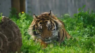 Kaplan çimenlerde uzanıyor, dinleniyor.