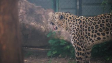 Leopar hayvanat bahçesinde esniyor.