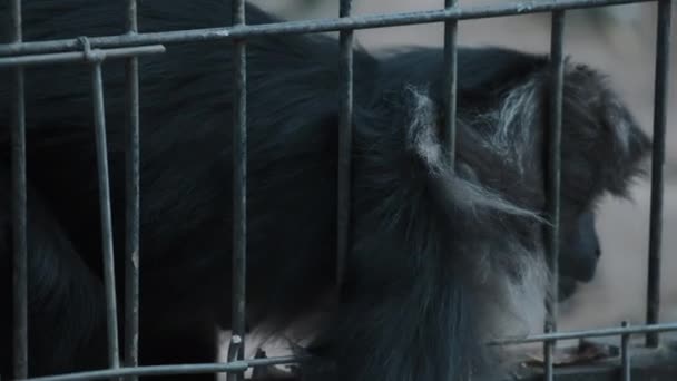 Macaco apoyado en una jaula de metal — Vídeo de stock