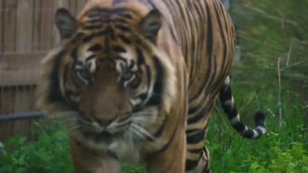 Tiger walking restlessly in the zoo — Stock Video