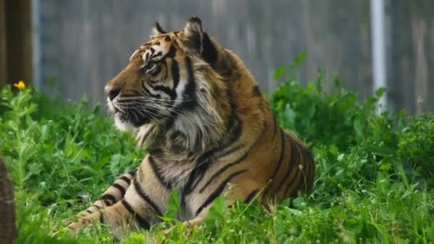 Тигр мирно відпочиває на траві — стокове відео