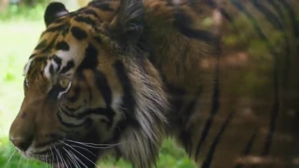 Tiger walking restlessly on the grass — Video