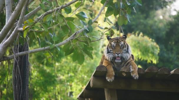 Sumatran tiger looking at the camera — стоковое видео