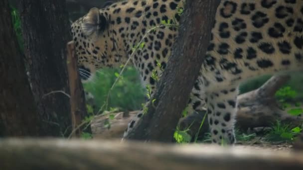 Leopard walking between the trees — Video