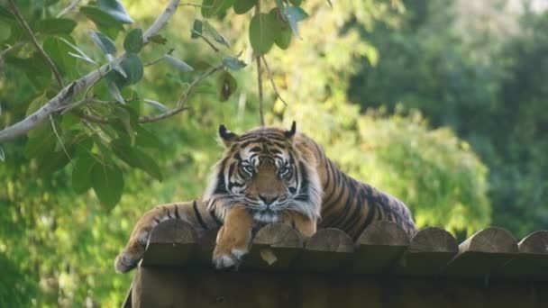 Tiger quietly resting on logs — Stock Video