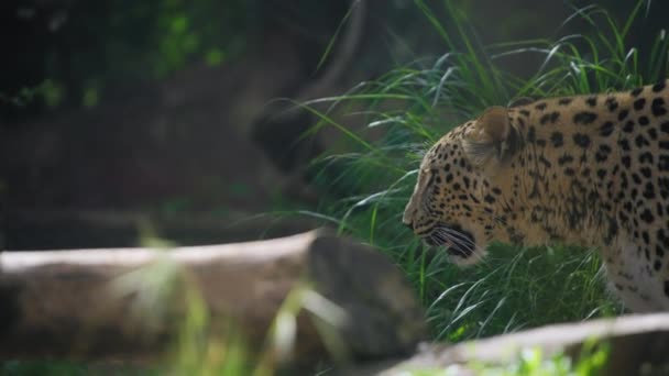 Persian leopard walking between trees — Stock Video